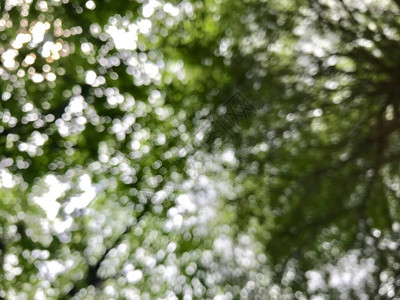 模糊的树木森林背景自然抽象布基软绿色背景植物夏树新鲜纹理图片