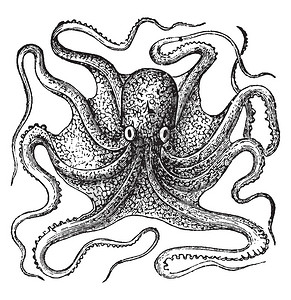 OctopusVulgaris是所有章鱼物种古代线图或雕刻插图中研背景图片