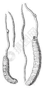 一院两馆CordycepFungus是分两部分的一是薄的表层插画