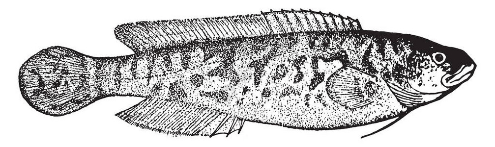 黑鱼河是澳大利亚在Percichthyidae家族古老的线条绘制或雕刻插图背景图片