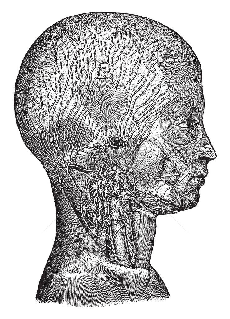 这个插图代表头部和颈部的文法老式线图片