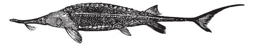 Sturgeon是Acipenseridae家族的淡水鱼类图片