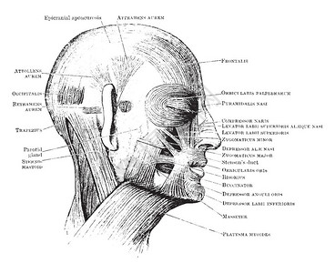 该图示代表头部肌肉古老线条绘图或雕刻图片