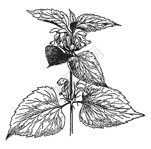 Lamium相册是一种开花植物生于各种林地湿润肥沃的土壤上它是一种多年生草本植物复古线条画背景图片