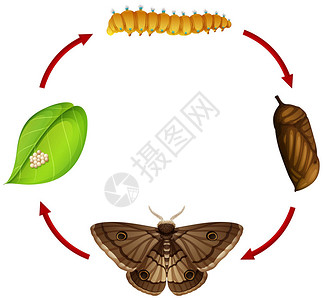 飞蛾生命周期概念图图片