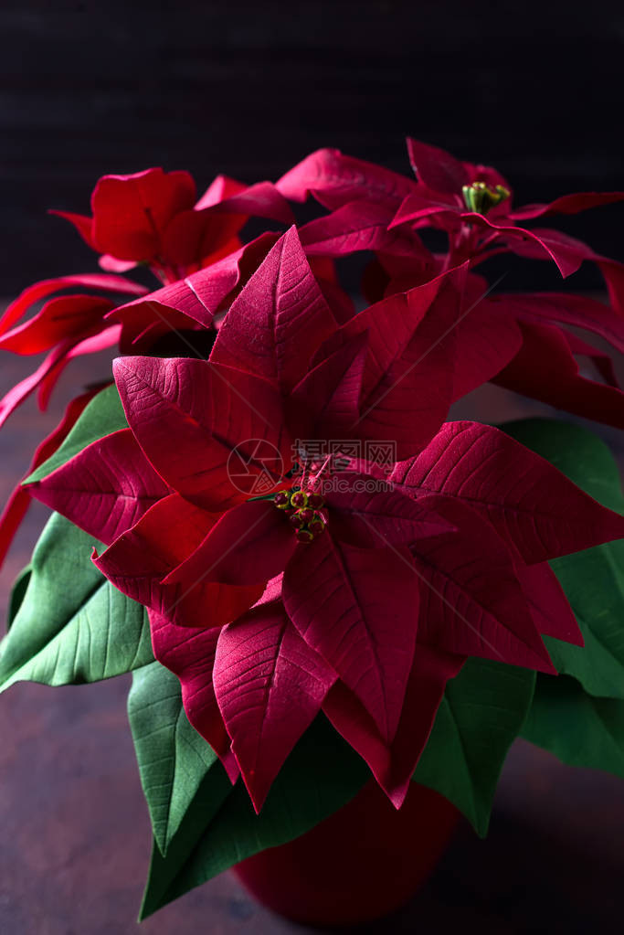 美丽的圣诞红花Poinsettia在黑暗的木背景上深图片