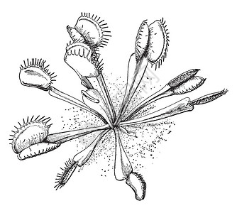 图片是捕蝇草植物它用诱捕结构捕捉猎物和昆虫叶片分为两个区域图片