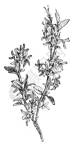 Suspensa是Oleaceae家族的开花植物图片
