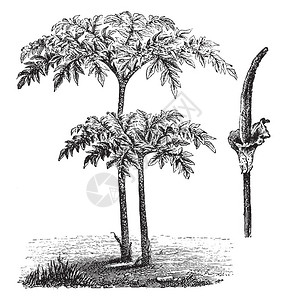里维埃图片显示了魔芋植物的叶子和花序插画