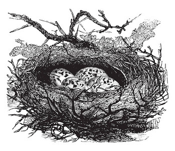 雀巢含有四个有斑点的蛋古老线条绘插画