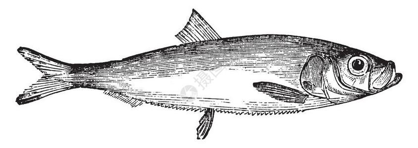 银鱼羹白浴是一种小鱼古老的线条图插画