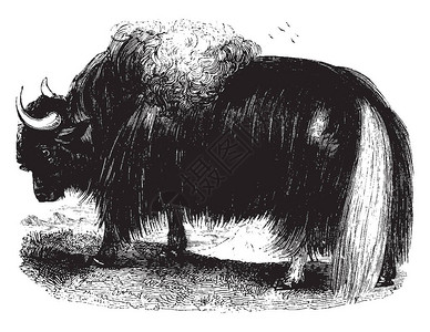 Yak是一只大型家养野牛背景图片