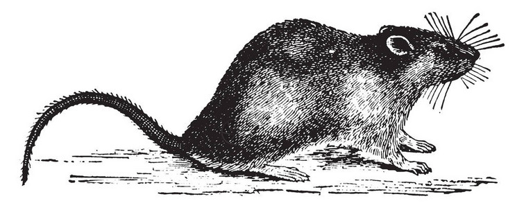 鼠是各种中等尺寸的老式线条图片