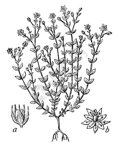 硬叶麒麟百里香叶沙蒿是一种开花植物显示a的图像蒴果被干硬的花萼包围插画