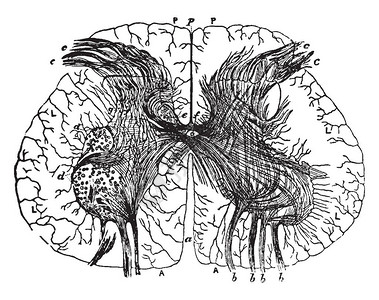 腺泡状通过Lumbad放大显示复古线条画或雕刻插图中间的脊髓插画