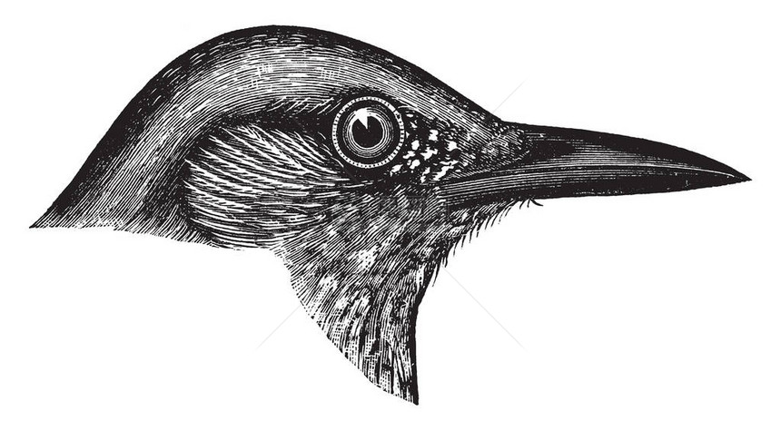 蓝乌鸦在强度古老的线条绘制或雕刻插图图片