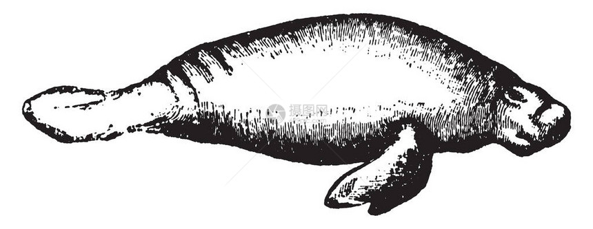 Manatee是大型的全水动物图片