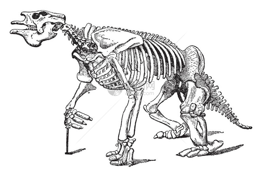 该动物在更新世期间灭绝图片