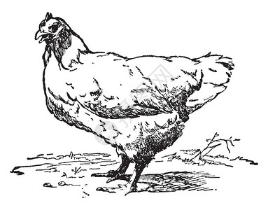 母鸡是一种家养的禽类古老的线条绘背景图片