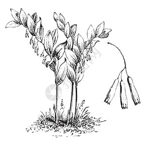 滇黄精它有优美的拱形茎和白色插画