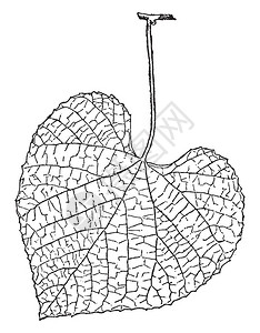 VitisCribaea树叶是维塔塞家族开花植物的基因图片