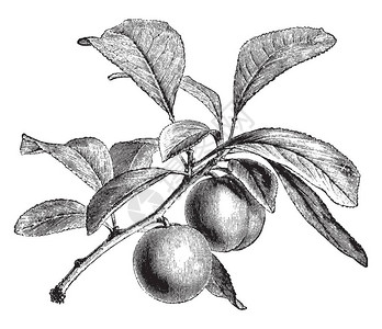 图片显示绿色GagePlum树的分支及其水果古老线条图片