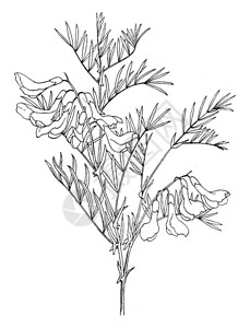 LathyrusOrnatus是明亮的纯鲜花古老的线条背景图片