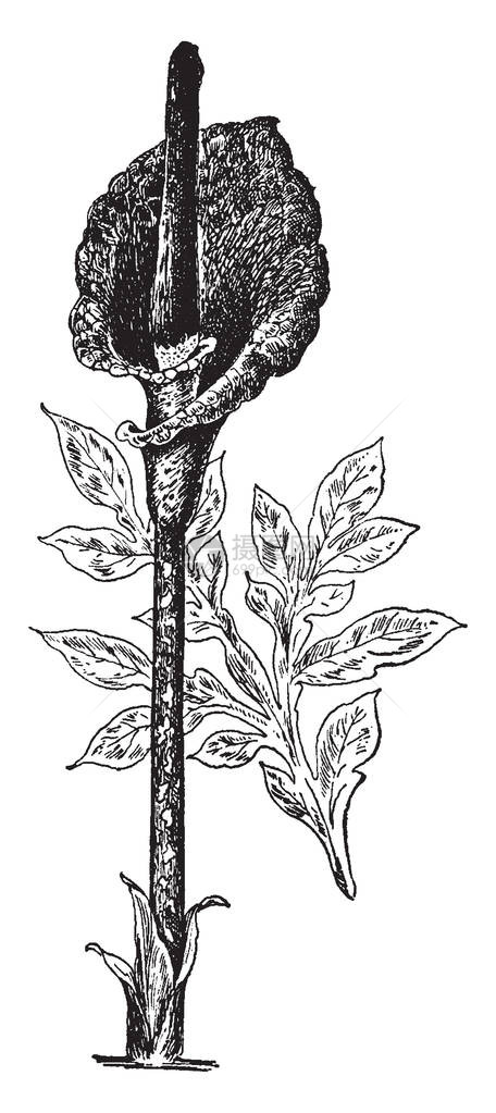 图片显示魔芋里维埃里植物它也被称为魔鬼的舌头和蛇掌这朵花有茎和植物的一点叶子它有一个无叶深绿色的斑点图片