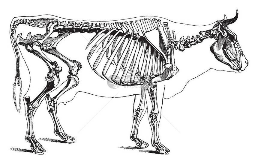 CowSkeleton是脊椎动物的内部结构古老的线条绘图片