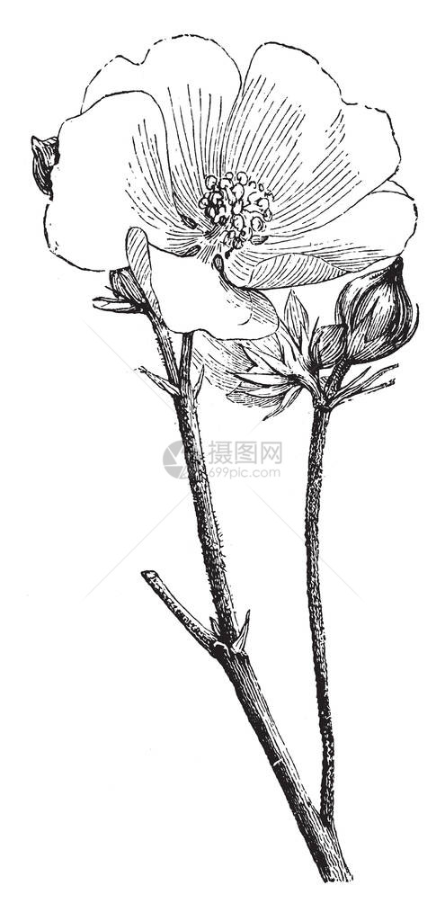 一张图片显示了AlthaeaOfficinalis花和芽它的叶子很小图片