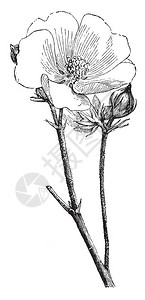 一张图片显示了AlthaeaOfficinalis花和芽它的叶子很小图片