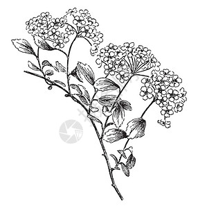 图为绣线菊属植物的分支图片