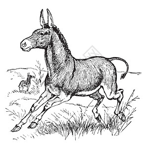 野驴被认为是家用驴的祖先背景图片