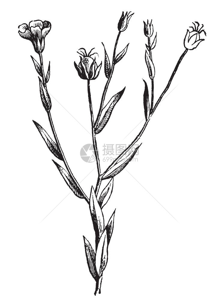 它也被称为亚麻籽它属于亚麻科这是一种观赏植物图片