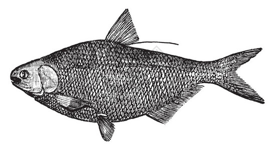Shad是Clupeidae家族的一条鱼图片
