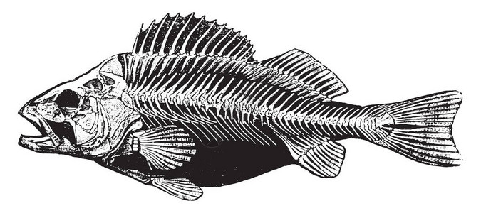 鱼骨架复古雕刻插图动物自然史图片