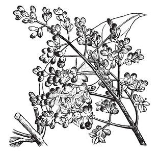女贞子是一种开花植物背景图片