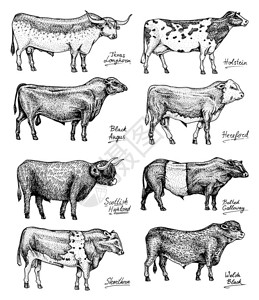 吐尔根农场牛公和奶牛不同品种的家畜雕刻手绘单色素描插画