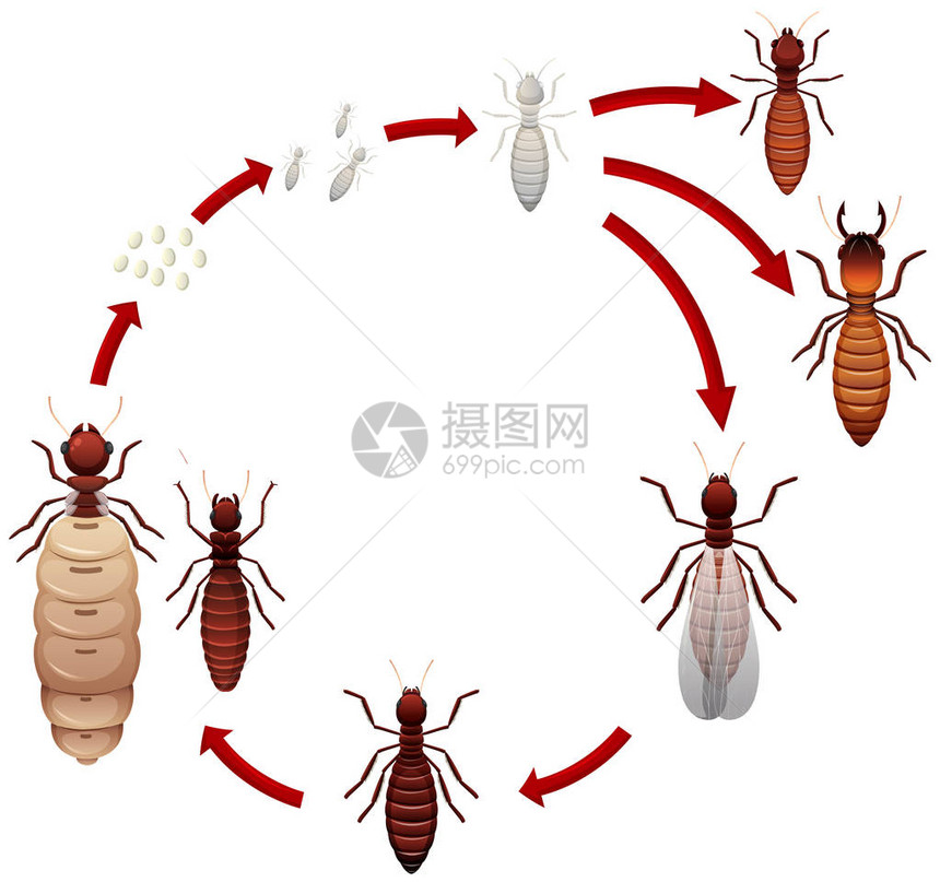 白蚁生命周期图图片