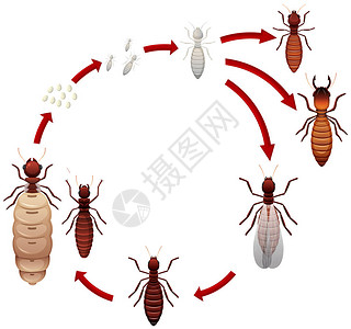 白蚁生命周期图图片