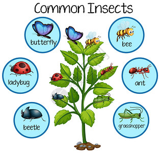 植物插图上的常见昆虫图片