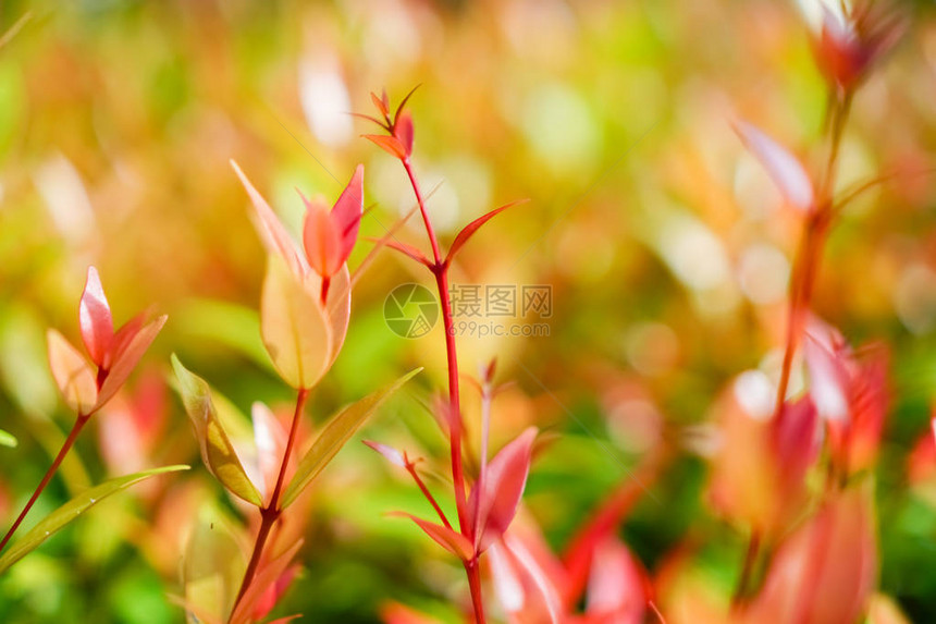 红色黄小植物自然的阳光芒多彩bokeh抽象背景VintagePastel图片