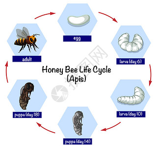 蜜蜂生命周期图图片