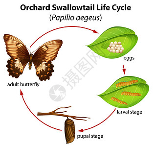 果园图果园燕尾生命周期图插画