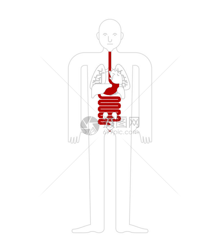 胃和食道和直肠人体解剖学胃肠道内脏器官人体和器官系统医疗系统它图片