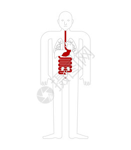 胃和食道和直肠人体解剖学胃肠道内脏器官人体和器官系统医疗系统它图片