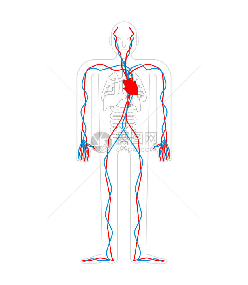 循环系统心脏和血管主动脉和动脉人体解剖学内部器官人体和器官系统它图片