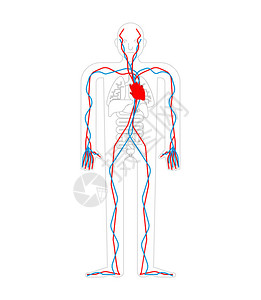 循环系统心脏和血管主动脉和动脉人体解剖学内部器官人体和器官系统它图片