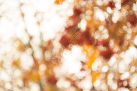 阳光的抽象自然背景美丽的阳光明媚秋图片