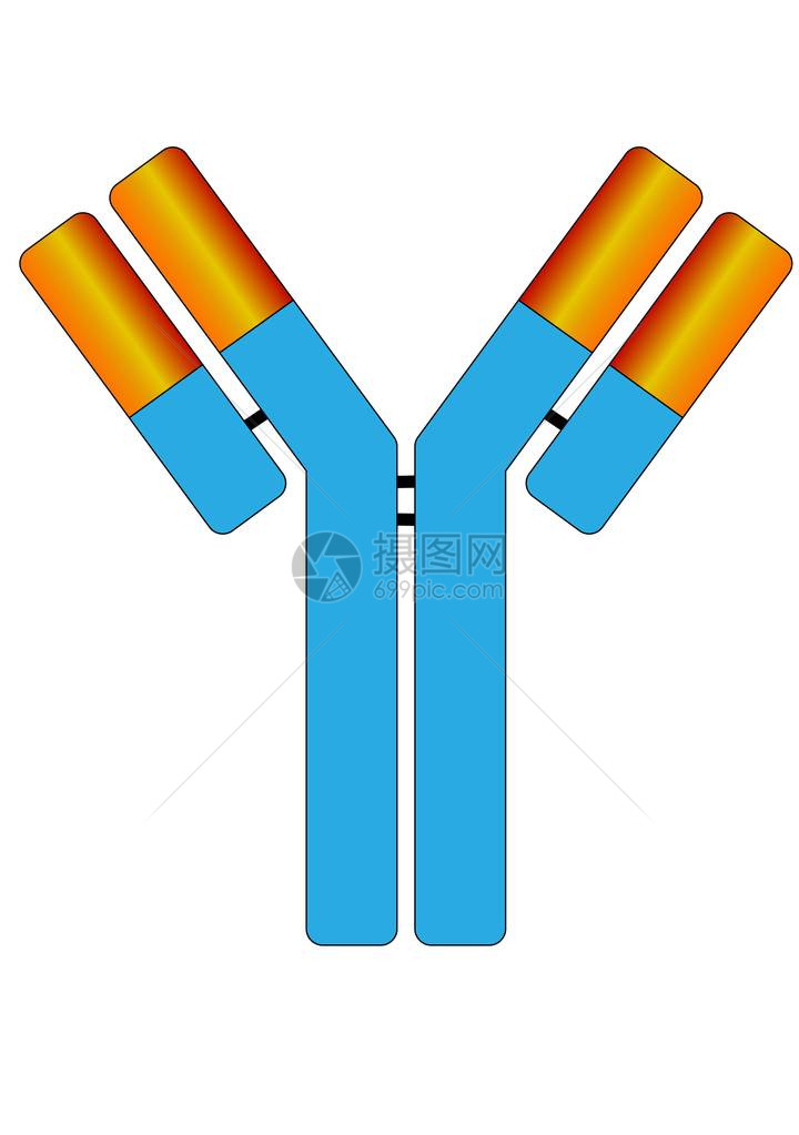小抗体分子标志图片